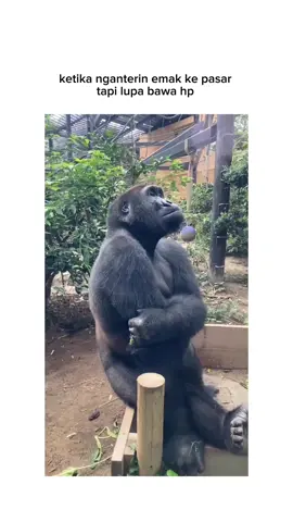 sibuk gak ngapa ngapain #videolucu #videolucungakak #videomasak #videolucutiktok #videoviral #ngakakkocak #fyp #memelaut #funnygorilla #funnyanimals #monyetlokal #monyetlucu #funnymonkey #monyettiktokviral #videomonyetlucu #monkey #gorilla 