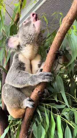 For those who have never heard what noise a koala makes, here’s Yogi.  #koala #koalas #koala_🐨  #koalabellow #zookeeper