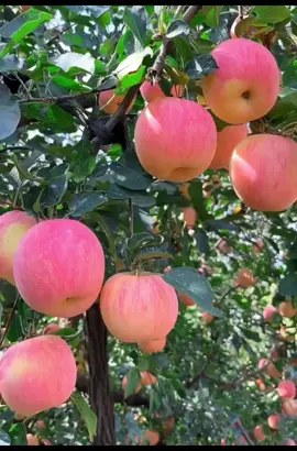 Hôm nay mời mọi người ghé vườn táo 🍎 #appletree #apple #fruits #farmlife #garden #caytaohanquoc #naturelover 