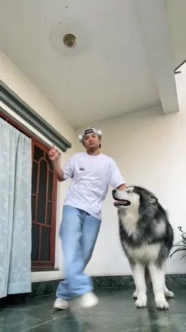 Why not with my boi @Takashi_the_malamute                    #wolfdog #alaskanmalamute #dogsoftiktok #fyp #foryou #xyzbca #foryoupage #fypシ #trending #viral 