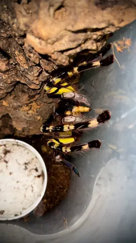 AF Poecilotheria Fasciata FEEDING #poecilotheria #poecilotheriafasciata #srilankanornamentaltarantula #tarantula #spiderfeeding #foryoupage #colourfulspider #fyp #spidersoftheworld #spider #hugespider #tarantulabreeder #tarantulasoftiktok 