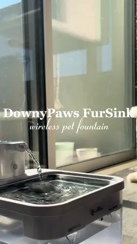 keep your babies hydrated 🤍 #CapCut #downypaws #downypawsfountain #cathydration #catwaterfountain #waterfountain #waterconsumption #catwaterconsumption #felinewaterconsumption #felinehydration #felinehealth #catsoftiktok #cats #PetsOfTikTok #catdiet #catnutrition #catfood #catwater #catnutritiontips #catfoodasmr #catasmr #waterasmr #asmr #summercathealth #cathealth #catdrinking #catdrink  #stayhydrated 