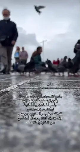 🦩