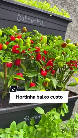 Gostou muié? 😍🌱 Fica um cheiro tão delícia e fora que é tão legal poder pegar o temperinho fresquinho pra usar 🥰 Amanhã já posto o passo a passo 😉 . . #casa #decor #horta #hortinha #hortaemcasa #DIY #diyhomedecor #facavocemesmo #arquitetura #paisagismo #decor #designdeinteriores 