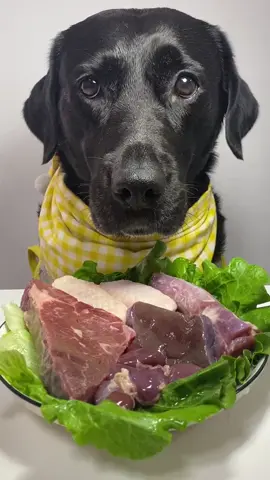 #labrador #Foodie #pets #cute 