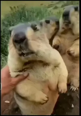 #köstebek #🦫 #🐹 #👀🔥  ÇOK TATLI DEGİLLERMİ 👍👍