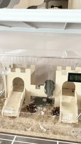 หัวจะปวด 🥹 #สมหนูแฮมสเตอร์อ้วน #แฮมสเตอร์ #กรงแฮมเตอร์ #บ้านแฮมเตอร์ #hamster 