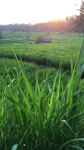 #fyp #desa #view #sawah #lagubalilawas 