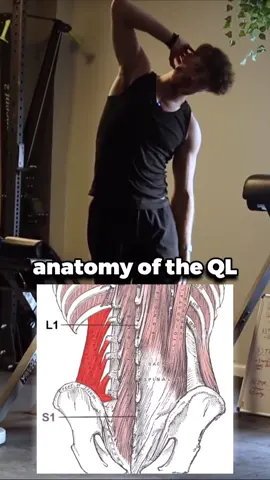 There’s an order to training low back qualities! Full Youtube video out on training the QLs! #lowbackpain #backpain #mobility #lowbackability #lowbackpainrelief #injuryprevention #lowbackmobility #ability #Fitness #strength #lowback #posture #training #hipmobilityexercise #athletics #backtraining #Lowback 