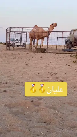 #CapCut #b #البل #عليان 