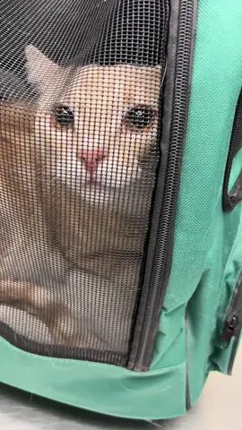 Spicy cat comes in for vaccine. #drtom #catsoftiktok #cat #veterinariansoftiktok #veterinarian #fyp #foryou #patienceformypatients @Clove Shoes 
