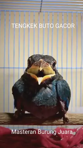 BURUNG TENGKEK BUTO GACOR #tengkekbuto  #burungtengkekbuto  #tengkekbutogacor  #masterantengkekbuto  #masteranburung  #burungmasteran  #burungviral  #fypburung  #kicaumania 