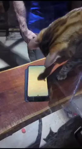 The Bengal cats enjoy touch screens ! #zoo #cats #bengalcat #zookeeper 
