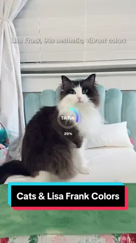 #cats #catsoftiktok #cattok #catlovers #sealbicolorragdoll #lisafrank 