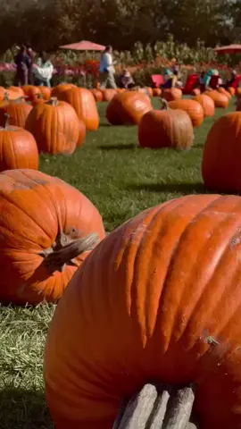 El campo de calabazas del Pumpking Patch de Richmond 🎃 #fyp #halloween2023 #vancouverhalloween #vivevancouver #vancouverbc #richmond 