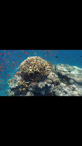Corals are marine organisms, mainly polyps, that secrete a calcareous skeleton to form coral reefs.  Coral reefs are ecosystems rich in biodiversity, providing shelter and food for many species of fish and other marine creatures.  Corals can have vibrant colors and are essential to ocean health.  Marine fish, on the other hand, are a broad category of aquatic species that inhabit oceans and seas around the world.  They vary in size, shape and color, and they have evolved a wide variety of adaptations to survive in their aquatic environment.  Some marine fish live near coral reefs, feeding on the small organisms that thrive there, while others travel long distances in the open ocean. They are essential to the marine food chain and play a key role in the balance of  marine ecosystems.#CoralReef #MarineLife #FishSpecies #UnderwaterWorld #OceanEcosystem #CoralBleaching #TropicalFish #MarineBiodiversity #ReefDwellers #CoralConservation #CoralPolyps #ReefFish #CoralHabitat #MarineConservation #ColorfulFish #CoralDiversity #SeafloorLife #CoralHealth #CoralRestoration #CoralReefEcologyWingsuit #TikTok #ForYou #Trending #Dance #Challenge #Viral #Cute #Funny #Music #DIY #LifeHacks #Makeup #Fashion #Travel #Fitness #Pets #Cooking #Gaming #Art #Comedy #Education #Beauty #LearnOnTikTok #Influencer #Halloween #Christmas #Nature #Relationships #Motivation #ExplorePage #longervideos  #longervideosontiktok  #4k#8k📸 