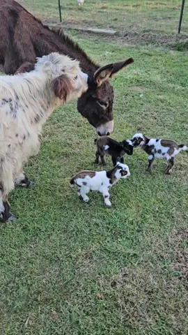 It's like the other animals know to be gentle with the new babies. 😁 #cute #farm #nigeriandwarfgoatsoftiktok #nigeriandwarfgoats #babygoats #goats 