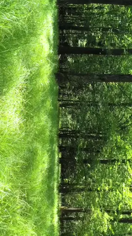 8D Audio - Immersive Forest Sounds, light rain for relaxation and meditation #8dAudio #WearHeadPhone #ForestSounds #LightRain #relaxation #Meditation 
