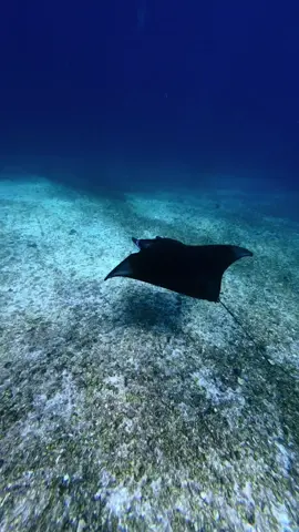 Manta Ray 😲 #freedivingphotography  #underwatervideo  #freedive  #Mantapoint 