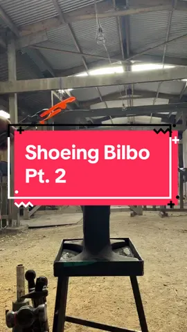 Shoeing Bilbo 😌 #forfarriersbyfarriers 