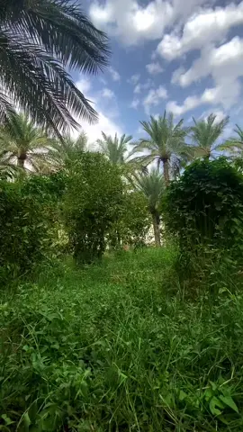 #بساتين_بدرة #قلمات #نخيل_العراق🌴 #آل_هوري #واسط_الخير 