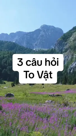 3 câu hỏi lớn tạo ra 99% vấn đề. #LearnOnTikTok #tiktokmentor #vulaci #phattrienbanthan #trietlycuocsong #suthatman #trithucgoc 