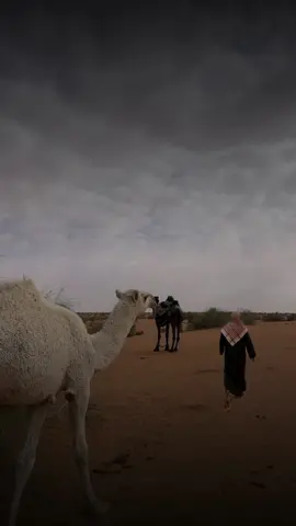 هواجيسي الليله هواجيس خاطي عود ‏جفاه المكان وضايقٍ من هل القطنه کلمات محمد بن مستور المري        اداء علي الواهبي   تصميم فيديوهات شيلات 🎶🎤🎬   اكسبلوررررررر_تيك_توك🌹    اكسبلورررررررررررررررررررر🙏