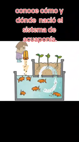 La acuaponía es un sistema de cultivo que combina la hidroponía y la acuicultura de manera simbiótia. la acuaponía ha sido practicada durante siglos en diferentes partes del mundo. Se cree que los antiguos aztecas utilizaban sistemas similares para cultivar plantas en canales alimentados por peces. En la actualidad, la acuaponía se ha convertido en una forma sostenible y eficiente de producción de alimentos, donde los desechos de los peces se utilizan como nutrientes para las plantas, mientras que las plantas filtran el agua para mantener un ambiente saludable para los peces. #mil_jardines🌎  #acuaponiaretosostenible  #huertosurbanos  #siembraencasa  #cursocertificado  #cursohidroponiaonline  #huertosurbanos 