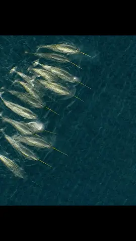 #narwhal #tiktok #ocean #fyp #animalworld #nature #documentary #wonders 