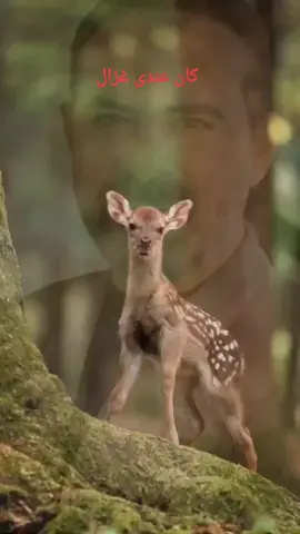 #من_روائع #وائل_جسار #كان#عندي#غزال#🦌# #لبنان #طربيات_الزمن_الجميل#الطرب_الاصيل # #اكسبلورر #foryou #humour #jungkook # #fypシ #yummy #skincare #jungkook # #tiktokindia #fyp #viral #relatable ##CapCut 