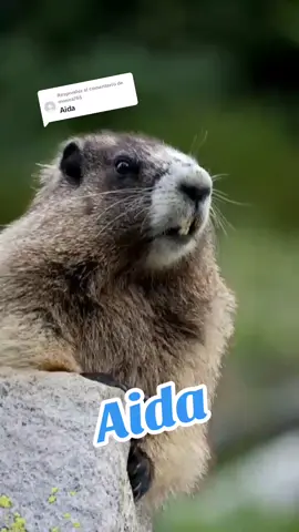 Respuesta a @monea765 #respondoendopedidos #sorryporlaespera #viraltiktok #🔥 #foryou #parati #ardillaquegrita #nombre #aida #sitegustodalecorazon♥️ #sígueme🥺 