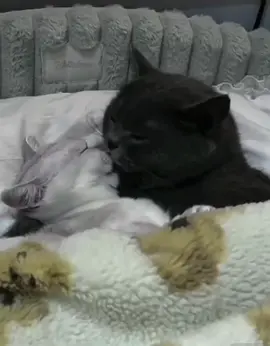 Thua con mèo  #cat #catcute #catkiss #xuhuong #fyp 