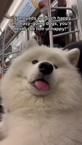 Angry cloud 😡☁️ #fyp #samoyed #puppy #cute #angrydog #funnyvideos 