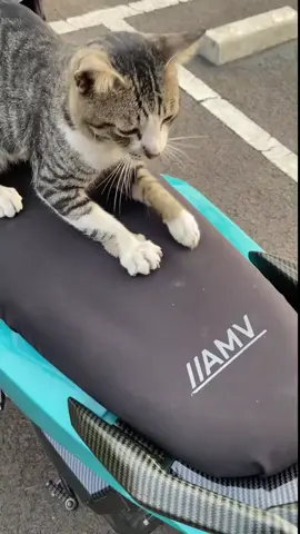 Rekomendasi Sarung Jok Motor tahan cakaran kucing dari AMV 😸#sarungjokmotor #coverjokmotor #cakarankucing 