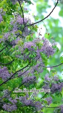  Lâu lắm chẳng về quê  Hoa xoan giờ còn tím  Mái tóc dài còn bím Mùi hương đầu tháng Ba. Lâu lắm chẳng về quê Em đợi tôi đầu ngõ Cánh hoa xoan theo gió Nở bừng trên má em.  Nhớ ngày ấy chia xa  Em dặn tôi trở  về Quả xoan khô khốc  rồi Mà sao em vẫn đợi. Nhớ ngày ấy chia xa Em dặn tôi đừng quên Dù bao lâu vẫn đợi Mùa xoan  em là  tôi. #hoaxoan #minhtien #laulamchangveque 