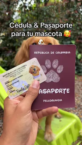 Cédula & pasaporte para mascotas 🪪✈️🌎 #colombia #mascotas #perros #gatos #regalos 