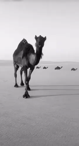 #المجاهيم #البدو #الفاطر #البل #الناقه 