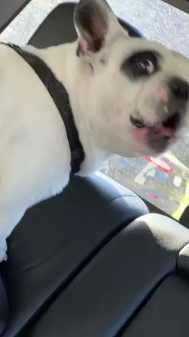 Sometimes I think he likes to create chaos... he is the most impatient person/dog I know. #frenchie #dog #dogsoftiktok #dogmom #fyp #foryou 