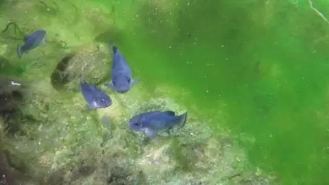 Occupying a narrow limestone shelf in an underground water system known as Devils Hole in southern Nevada, the Devils Hole pupfish (Cyprinodon diabolis) is said to possess the smallest habitat of any vertebrate on earth. Devils Hole pupfish—found only in Devils Hole, a section of Death Valley National Park located within Ash Meadows National Wildlife Refuge—is also one of the world’s rarest fishes, with a population that dropped to just 35 individuals in 2013. C. diabolis was one of the first species listed under what’s now the Endangered Species Act. In a crucial step toward protecting this unique, one-inch fish, a Supreme Court ruling in 1976 protected the water rights required to sustain natural pupfish populations at Devils Hole, but long-term survival is still far from assured. The wild population of Devils Hole pupfish currently stands at about 250 individuals; the ones seen here are housed in the Fish Conservation Facility at Ash Meadows, a simulacrum of Devils Hole that hosts the “lifeboat” population. #devilsholestate #ashmeadows #wherethedesertspringstolife