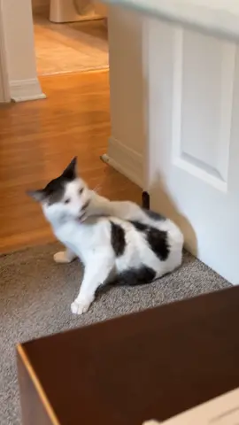 Sailor being sailor #sailor_twift #hangrykitty #catsoftiktok #fyp #fyp #caturday 
