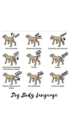 Dog Body Language! #dogtraining,#dogtrainingtips,#puppytraining,#dogtrainingadvice,#bestdogtraining,#dogtrainer,#pottytrainintwins  Please like, follow and comment! Thanks much