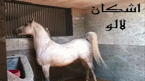 ئەسپی ڕەسەنی کورد اشکان لالۆ هزار ماشآءالله 🧿❤️  باوک:کامران قدیری دایک: گلتاج قدیری #اسب_اصیل #اسب #اسب_اصیل_کرد #اشکان #اشکان_لالۆ #اشکان_بزرگ #کامران #کامران_قدیری #ئەسپ #ئەسپی_کوردی #ئەسپ_سواری #ئەسپ_سوارەکانی_کوردستان #ئەسپسوار #سوارچاکانی_کوردستان #سوارچاکەکان #سوارچاکەکانی  #سلیمانی #هەولێر #هەولێر_سلێمانی_دەهۆک_ڕانیه_کەرکوک #fyppppppppppppppppppppppp #fyp #foryou #CapCut #خيل_وخياله🐎 #kurdishhorse #horseriding #hawlerakam #viral #trend #خیول_عربیة_ٲصیلة #like #storytime #بۆکان #ئێرانی #اکتیڤۦبنۦدڵەکانم #اکتیڤ_بن_بامالمان_بەقورنەگیرێت🤣 