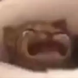 wahhh#cat #meme#funny 