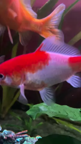 White and orange fish 🐠#fish#goodvibes#fyp#tiktok 