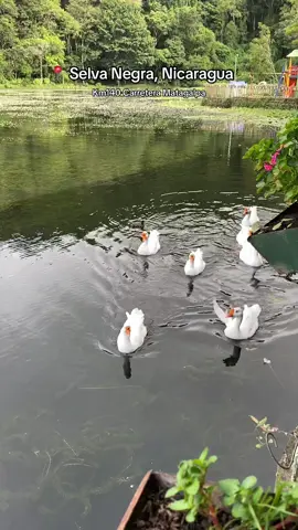 #nature #Love #turistic #paseo #living #life #parati #nicragua🇳🇮 #nicaragua #fyp #fypシ #fy #vida #disfruta #fy @Selva Negra Nicaragua ✨