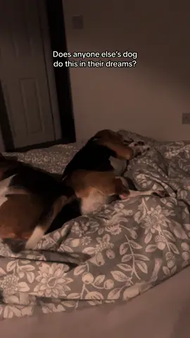 What’s koko dreaming about? 😂 #dog #dogtok #beagle #beaglesoftiktok ##dogsoftiktok##funnydog