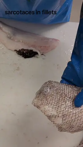 #seafood #interesting #world #wow #fishmonger #fish #seacreatures #satisfying #foryoupage #foryou #fyp #ribaldo #gross #parasite 