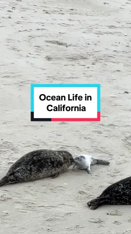 The ocean is teeming with life, and I can’t decide what sea creature I love the most! I get asked all the time what my favorite find has been and I just can’t choose! I mean, with seals, nudibranchs, sea hares, mollusks, crabs, sea stars, etc. how’s a girl to choose?! #sealife #oceanlife #tidepool 