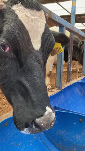 Somewhere in Kiambu county with @Dr Wanjau Farmers Forum checking these beautiful girls out.🐄 A glimpse into dairy farming and what it takes to be a young dairy farmer. With 10years in the game, Dr. Wanjau admits that the venture has some coins to sow and some to reap when planned, monitored and executed well.   Value addition of commodities along the food chain make it possible to better utilize dairy products for our daily uses.  From udder to glass.🥛 For your vet- related queries & needs, Dr. Wanjau is your guy.🐾 #fyp #kenya #cows #dairy #farming   