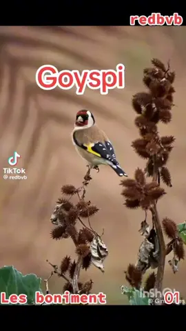 #البدوات  #طبيعة #foryou #مقنين #مقنين_جزائري #طيور #حسون #jilguero 